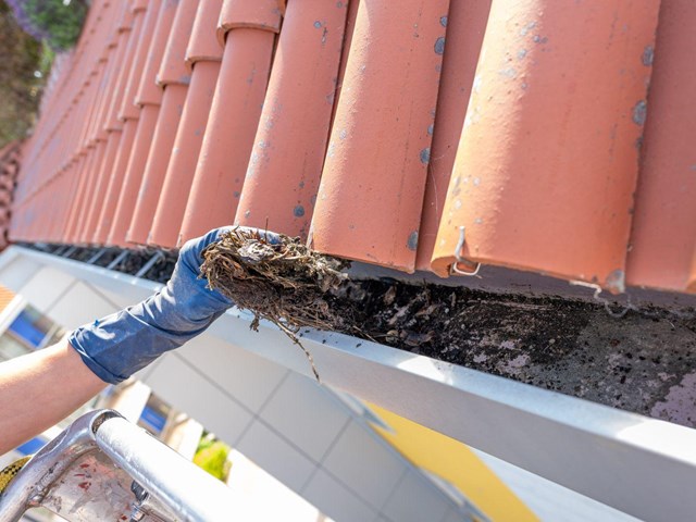 Evite filtraciones: limpieza de canalones en Pontevedra